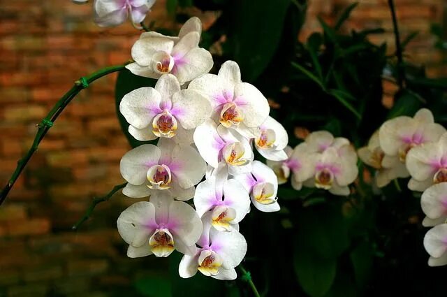 Показать фото орхидей Storczyk to piękny kwiat doniczkowy. Zobacz, co zrobić, aby zdobiły dom. Flores 