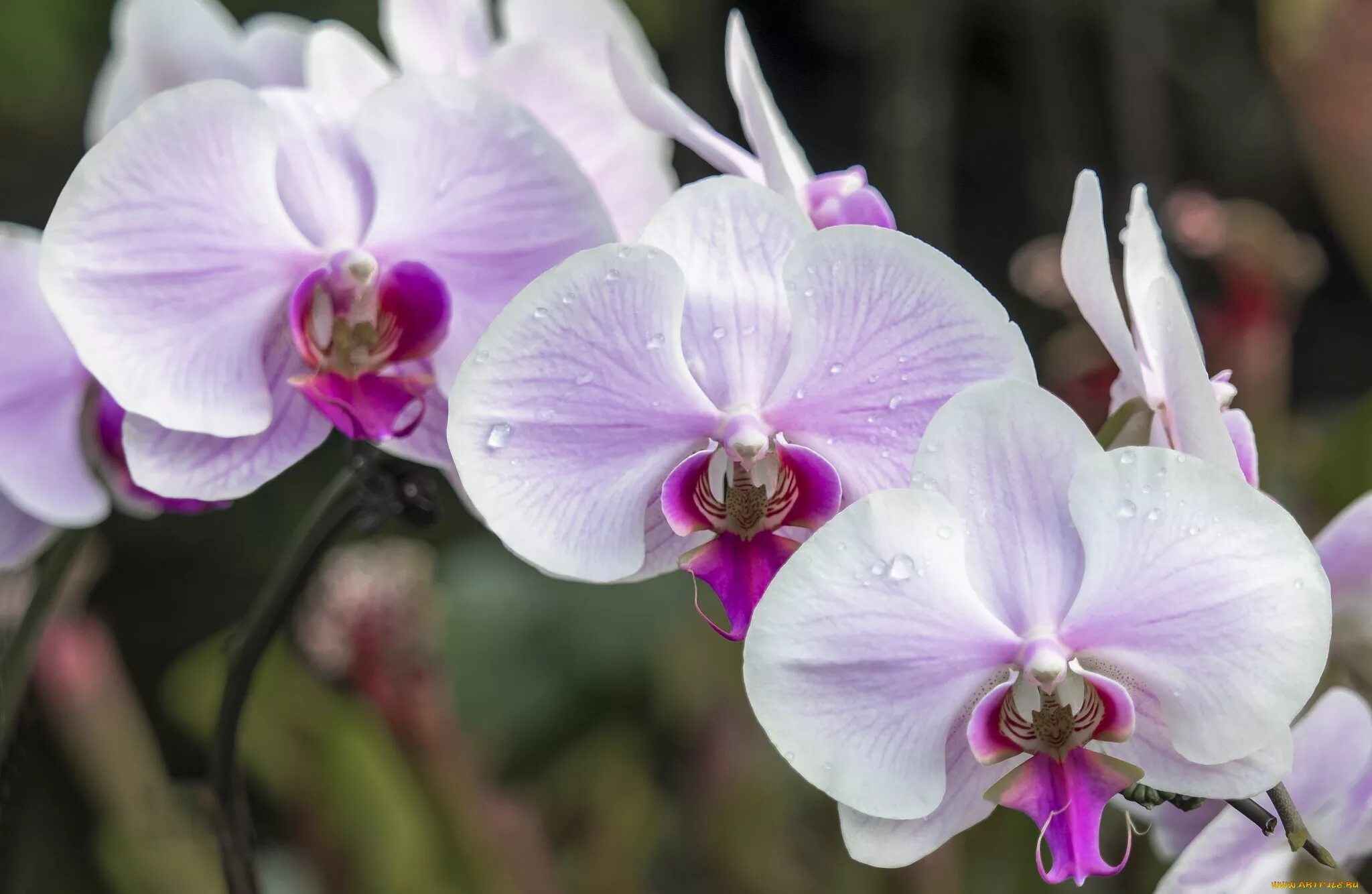 Показать фото орхидей Обои Цветы Орхидеи, обои для рабочего стола, фотографии цветы, орхидеи, розовый,