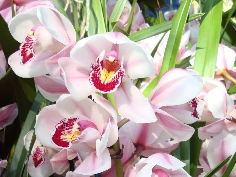 Показать фото орхидей Особенности цветения орхидеи. Новости Интернет-магазин орхидей и декоративных цв