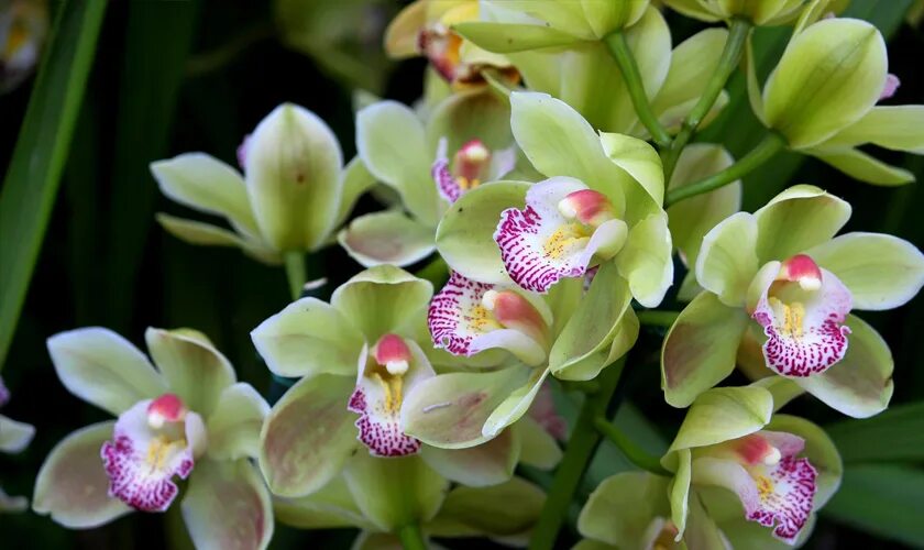 Показать фото орхидей Спасение орхидеи в летнюю жару: проверенные советы цветоводам