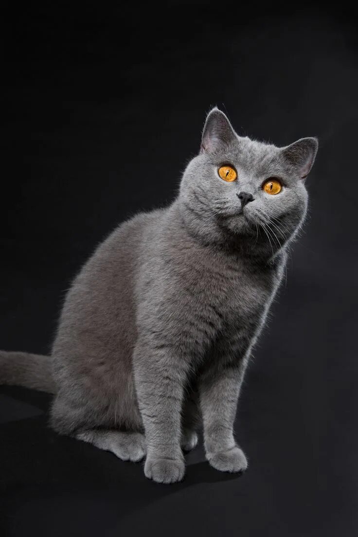 Показать фото породу кошек This is a beautiful Blue British Shorthair with the copper tone eyes that distin