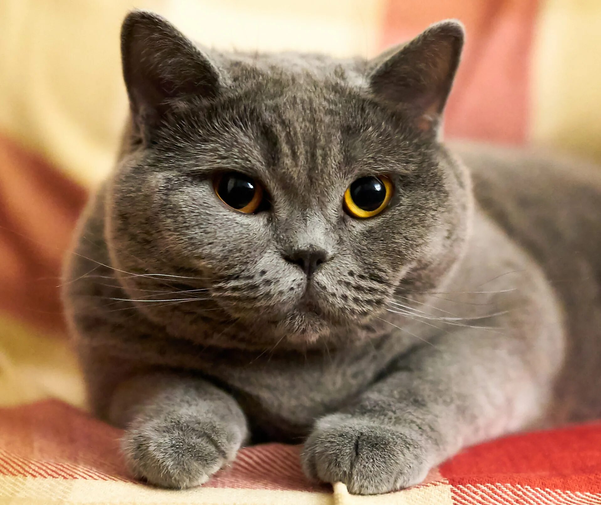 Показать фото породу кошек Grey British Shorthair Blue Eyes Deals www.ulthera.ru