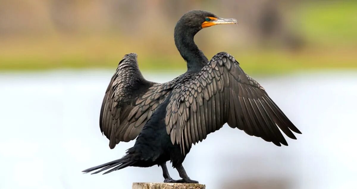 Показать фото птицы баклан Double-crested Cormorant Identification, All About Birds, Cornell Lab of Ornitho