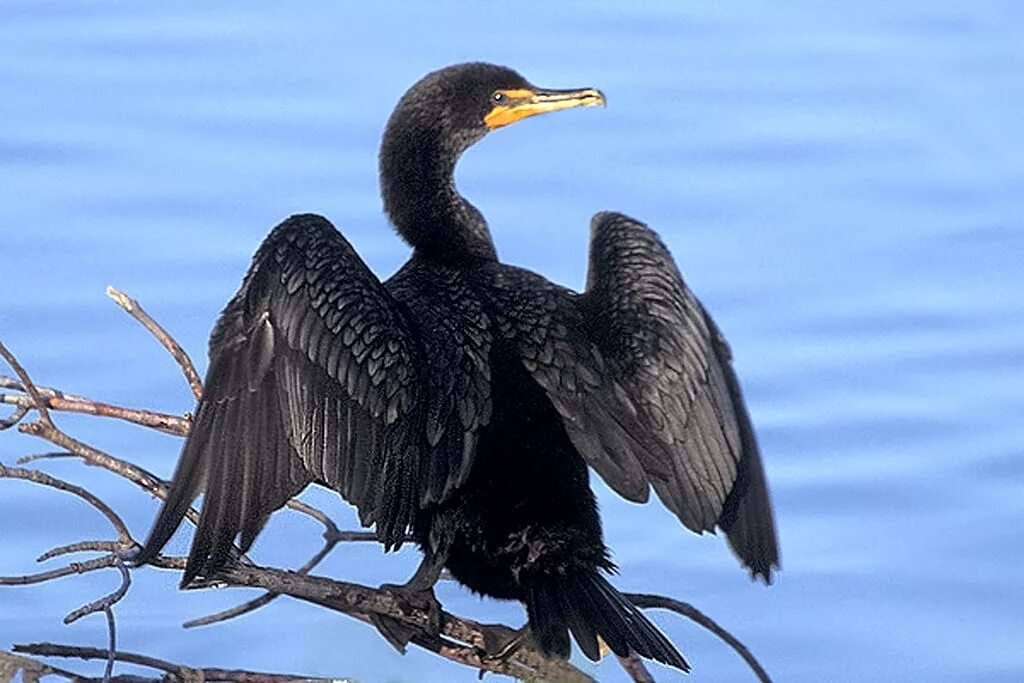 Показать фото птицы баклан Double-crested Cormorant NatureRules1 Wiki Fandom