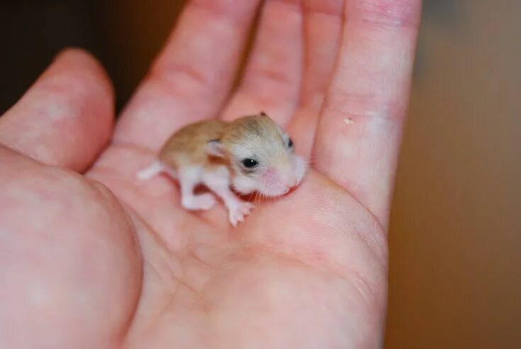 Показать фото самой маленькой Adorable Baby Hamster with Newly Opened Eyes