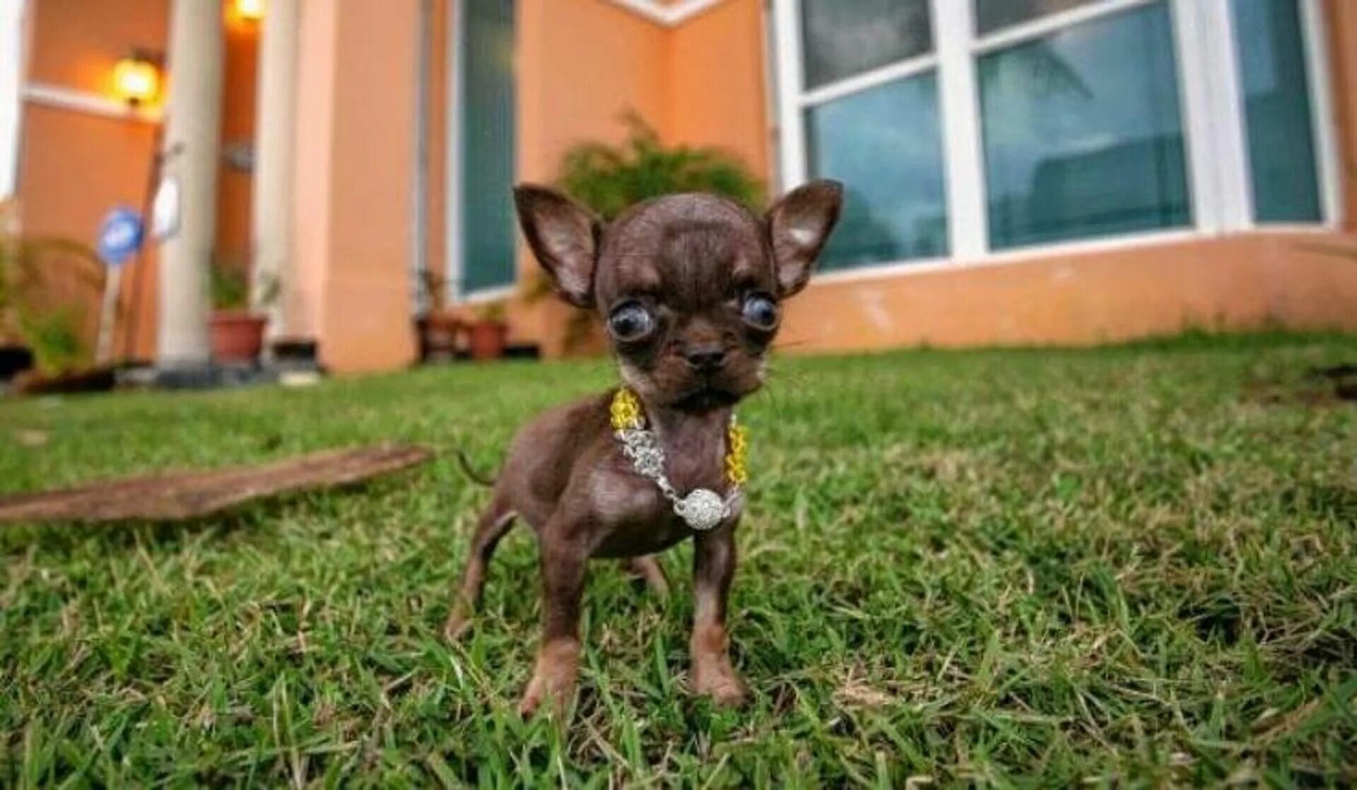 Показать фото самой маленькой Le plus petit chien du monde peut aller sur la paume - 13.09.2013, Sputnik Afriq