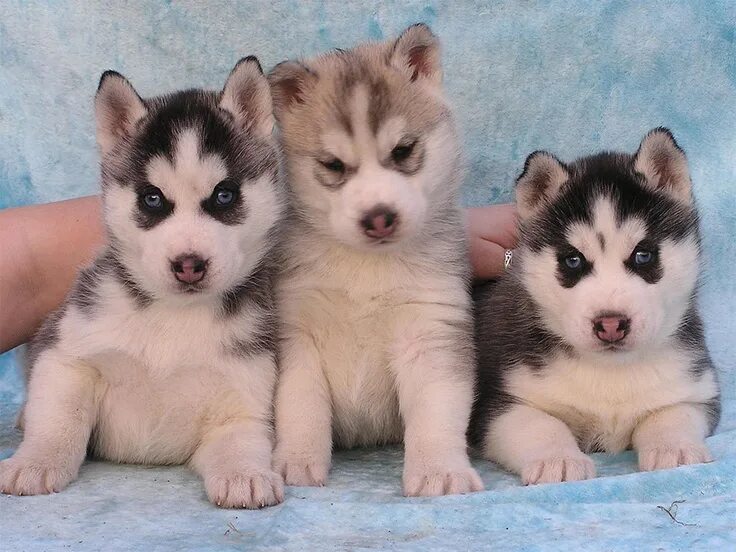 Показать фото щенки хаски Siberian Husky puppies. Husky dogs, Puppies, Siberian husky dog