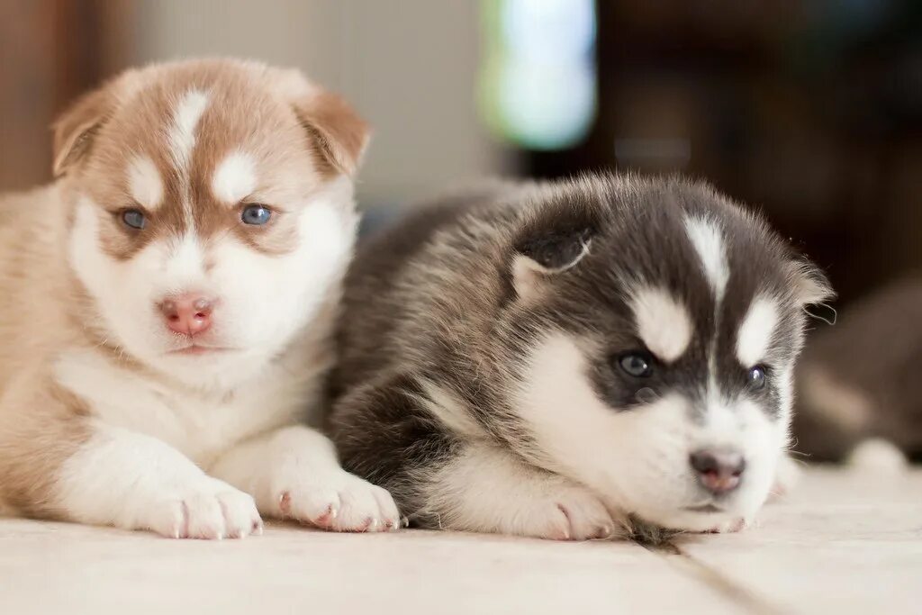 Показать фото щенки хаски Filhotes de Husky Siberiano - Siberian Husky puppies 222 Flickr