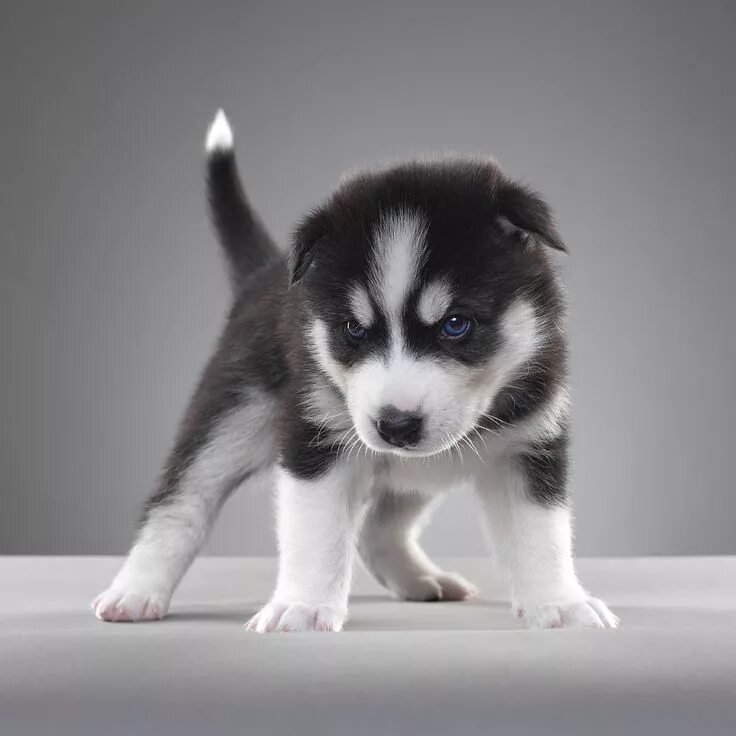 Показать фото щенки хаски фото маленького щеночка хаски Wolf dog, Wolf husky, Husky