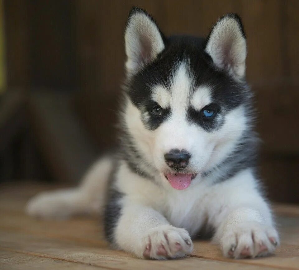 Показать фото щенки хаски Pin by Dave Canistro on Husky Cute husky puppies, Cute husky, Teacup puppies