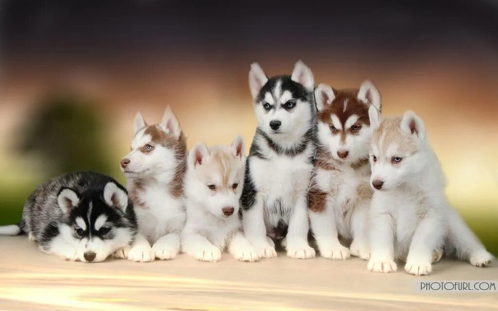 Показать фото щенки хаски Please!!!! Cute animals, Cute husky puppies, Siberian husky puppies