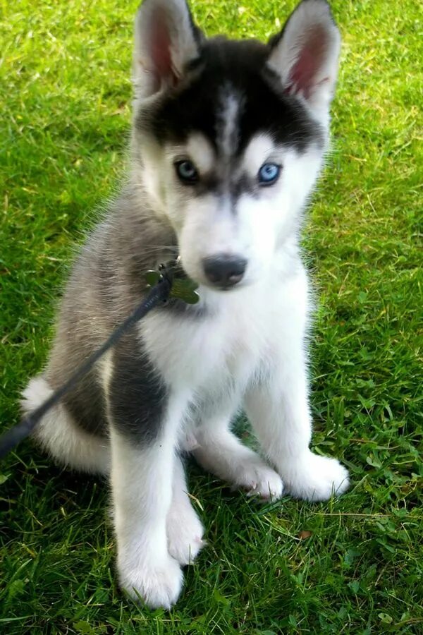 Показать фото щенки хаски Pin by Claudia on Animali Siberian husky, Siberian husky puppies, Husky puppy