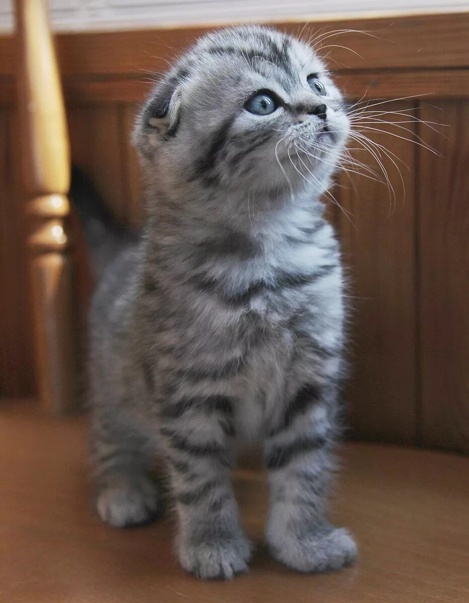 Показать фото шотландских котят File:Silver tabby Scottish Fold Kitten.jpg - Wikipedia