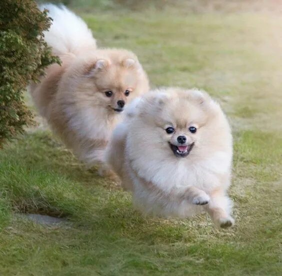 Показать фото шпица 19 Pomeranians That Will Happily Go On A Run - Page 3 - The Paws Pomeranian pupp