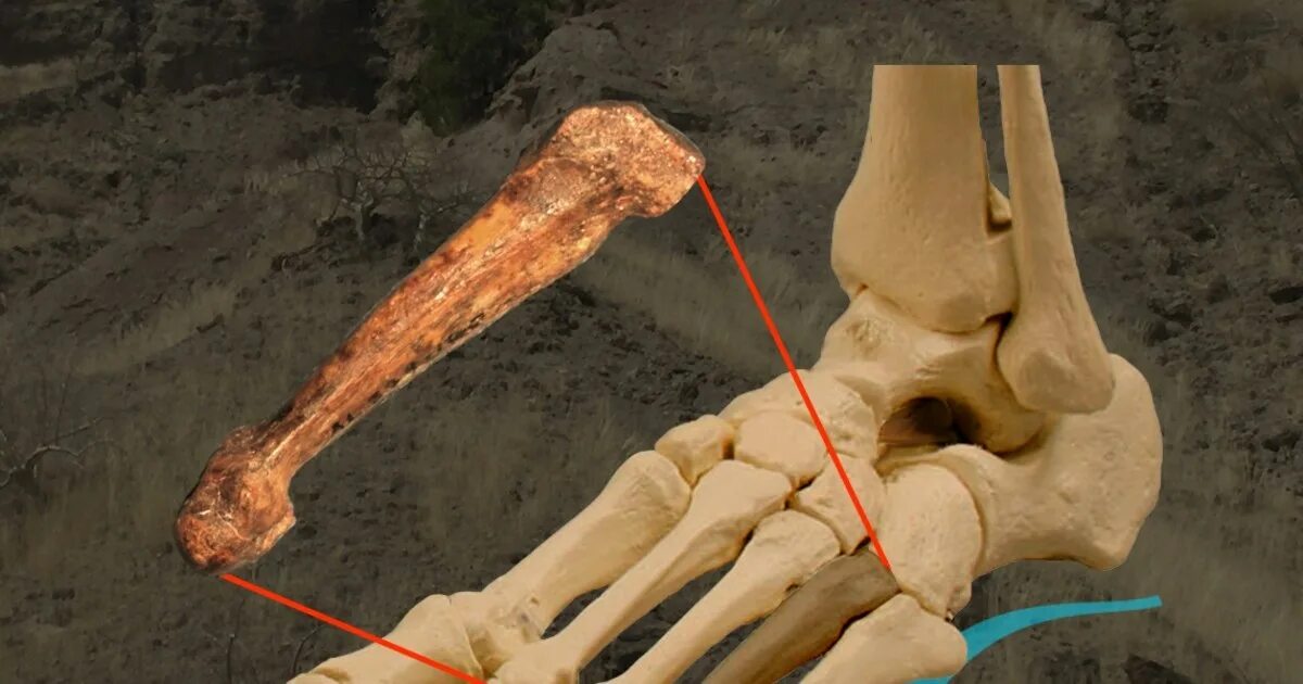 Показать фото стопы кость Kin of famous Lucy had feet like modern humans