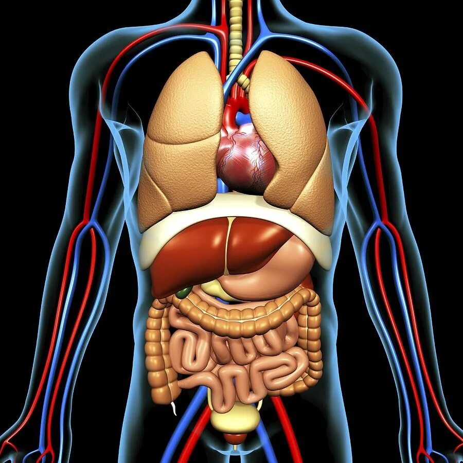 Human internal organs hi-res stock photography and images - Alamy