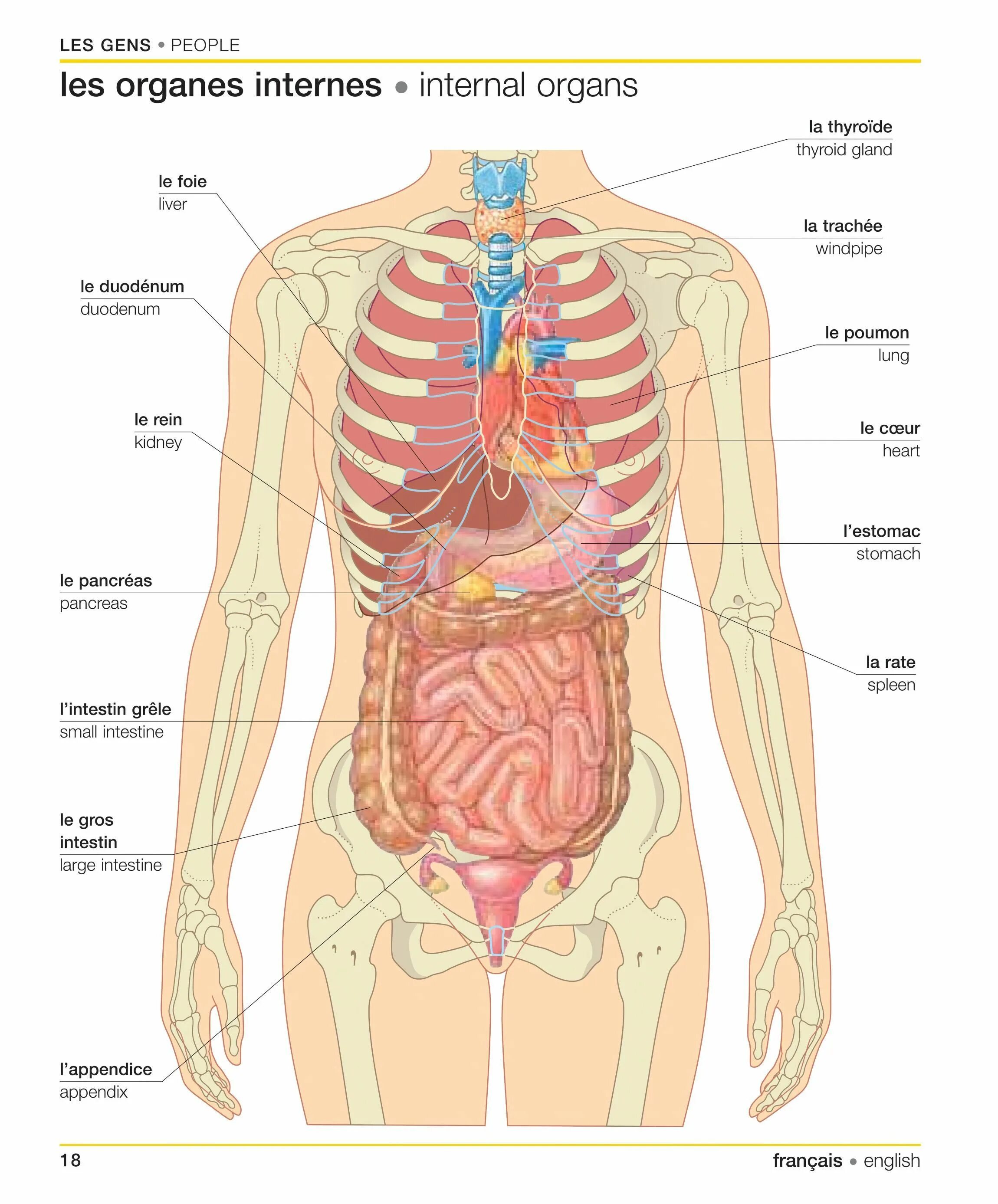 Показать фото строение человека с органами French English Bilingual Visual Dictionary
