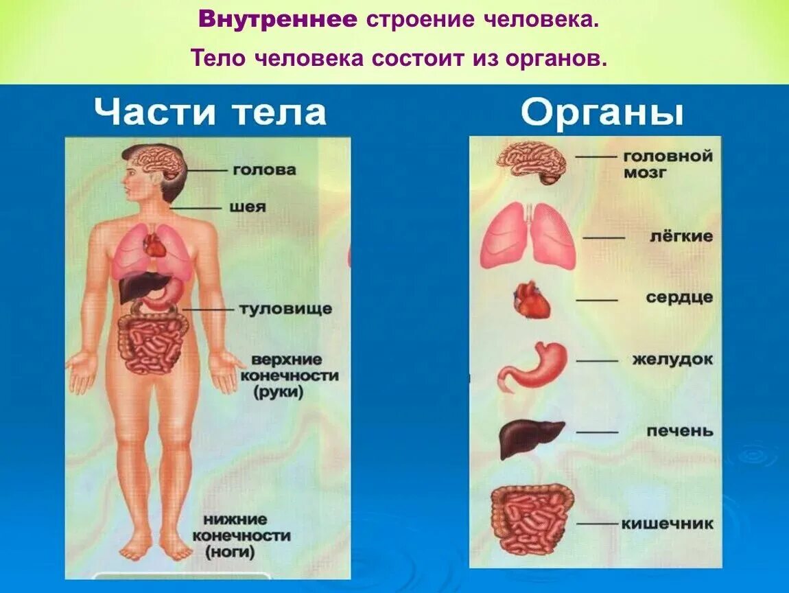 Показать фото строение человека с органами Организм человека состоит из органов