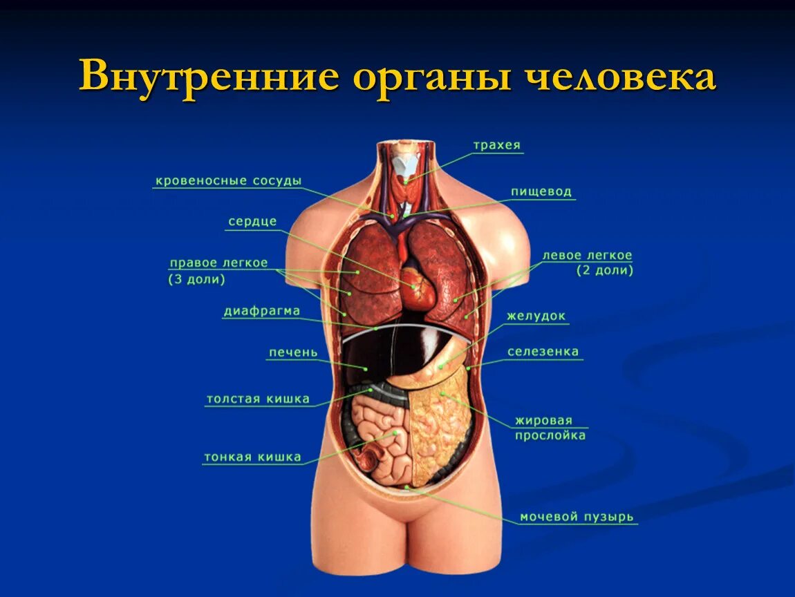 Показать фото строение человека с органами Внутренние органы человека расположение и название