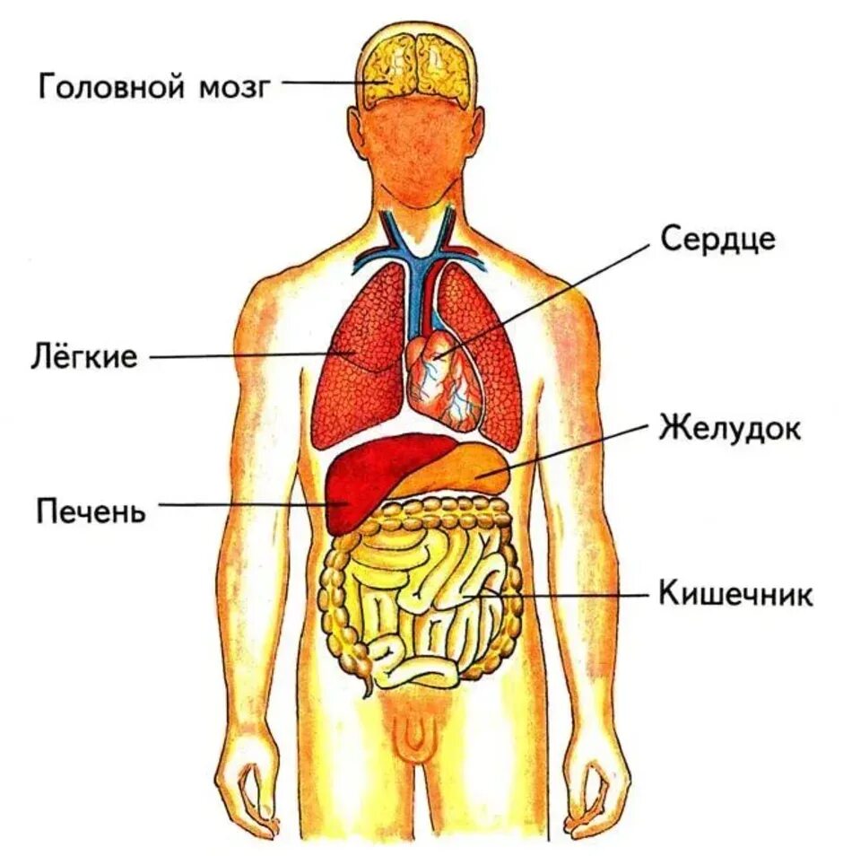 Показать фото строение человека с органами Изображены органы человека