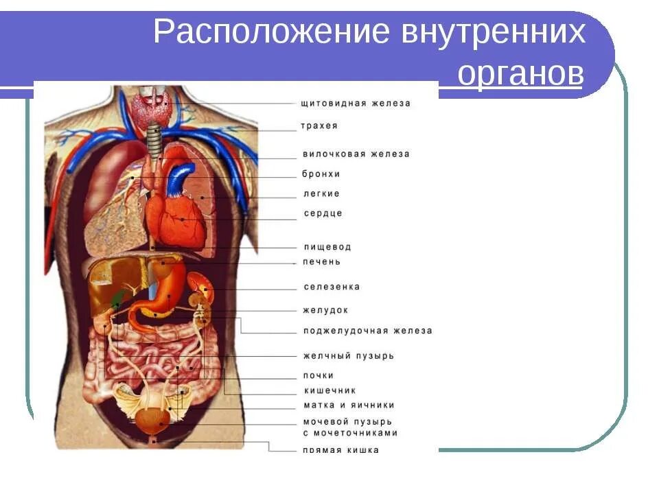 Показать фото строение человека с органами Что внутри человека - блог Санатории Кавказа