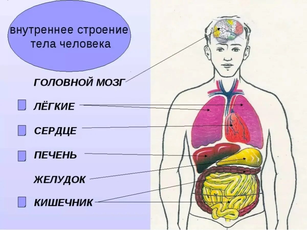 Показать фото строение человека с органами Внутренние органы человека анатомия - Расположение Печени Желудка И Поджелудочно