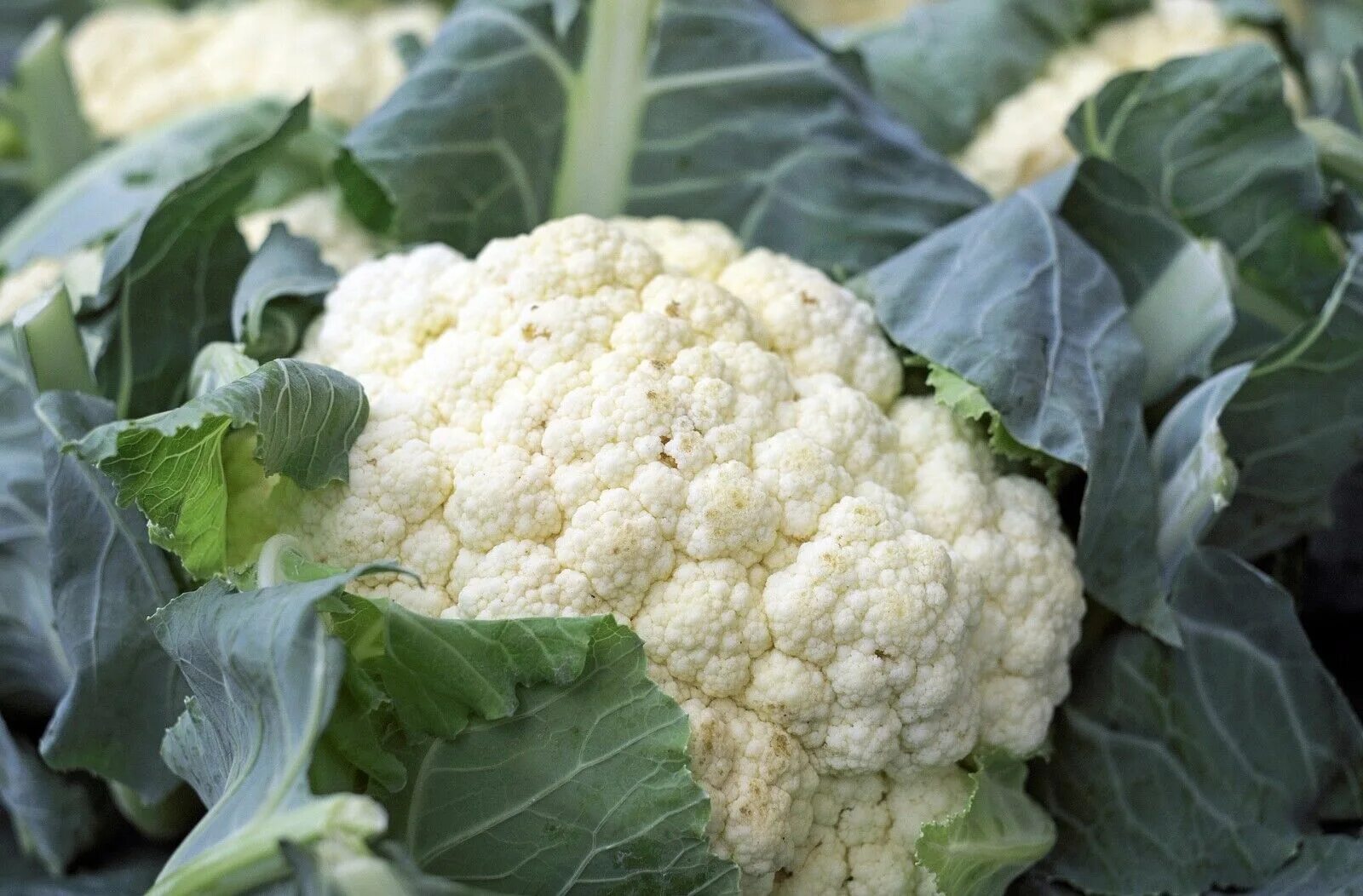 Показать фото цветной капусты Cauliflower Snowball Y Improved, Cruciferous, Non-GMO, Self Blanching, FREE SHIP