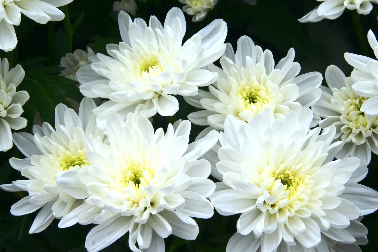 Показать фото цветов хризантемы Chrysanthemum Baltica Chrysant