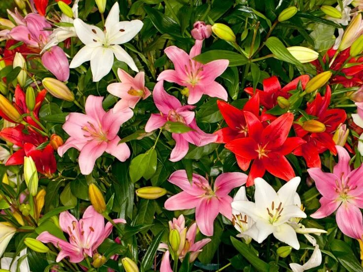 Показать фото цветов лилии Asiatic Lily Care - How To Grow Asiatic Lilies Lily plant care, Lily plants, Lil