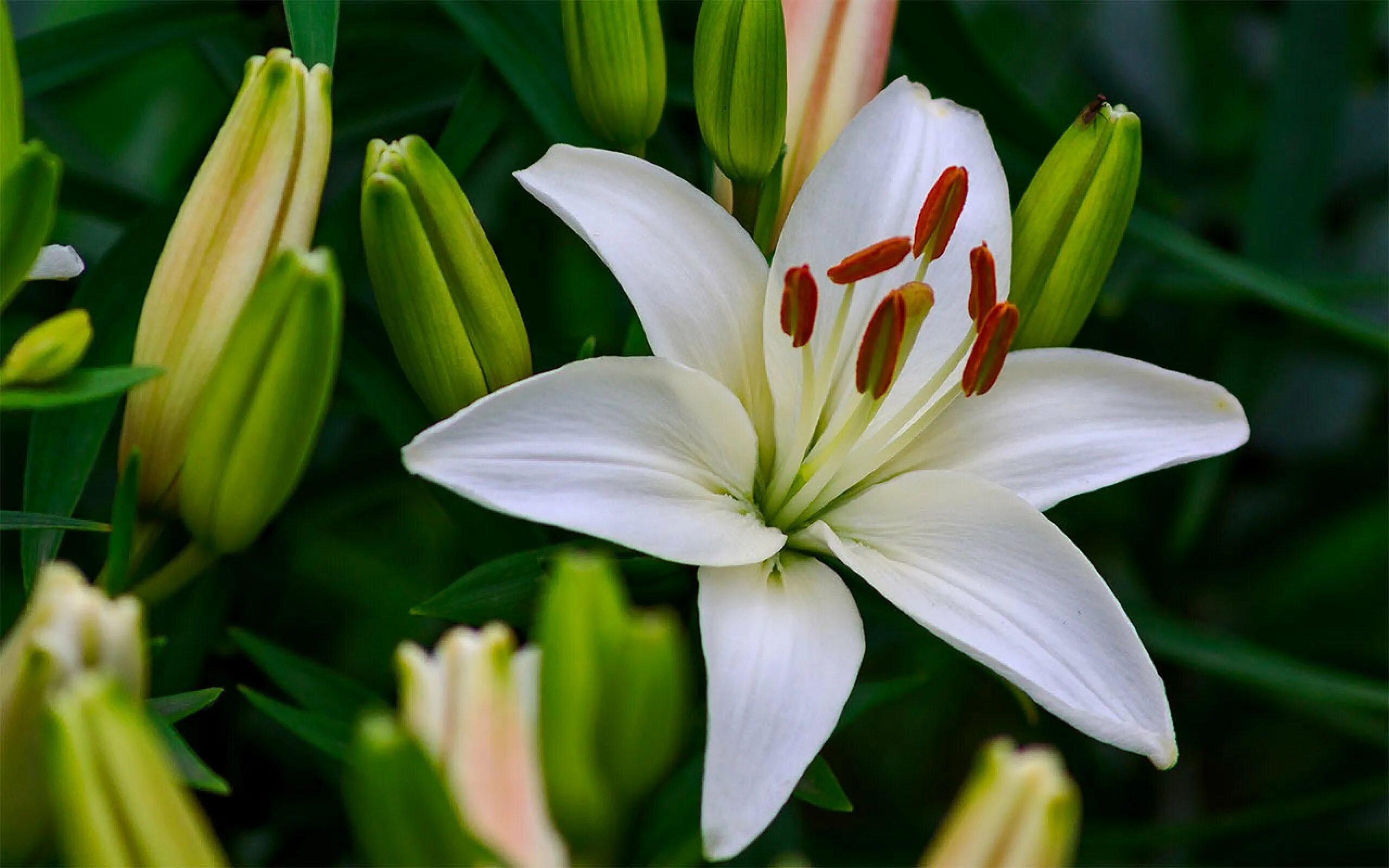 Показать фото цветов лилии Лилия (Lilium, Liliaceae) - описание, виды, фото, уход, пересадка, выращивание, 