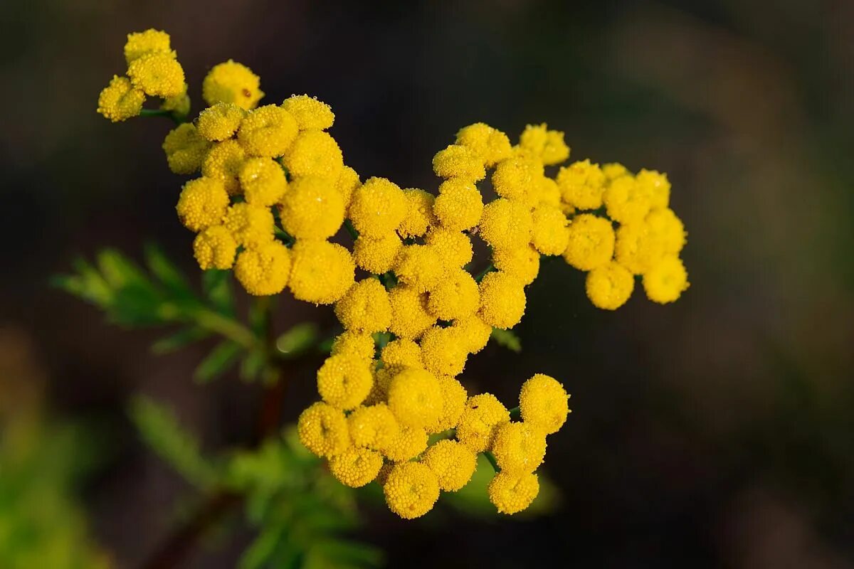 Показать фото цветов пижмы желтой Fly plants