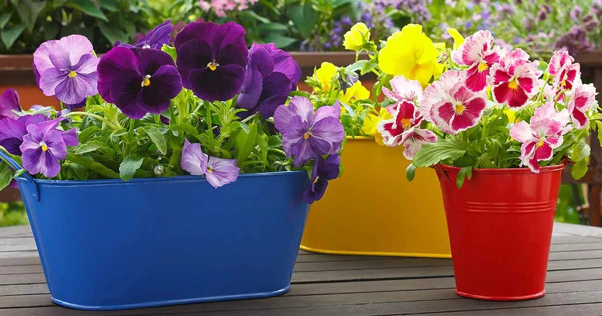 Показать фото цветов в горшках How to Grow Violets in Containers Gardener’s Path