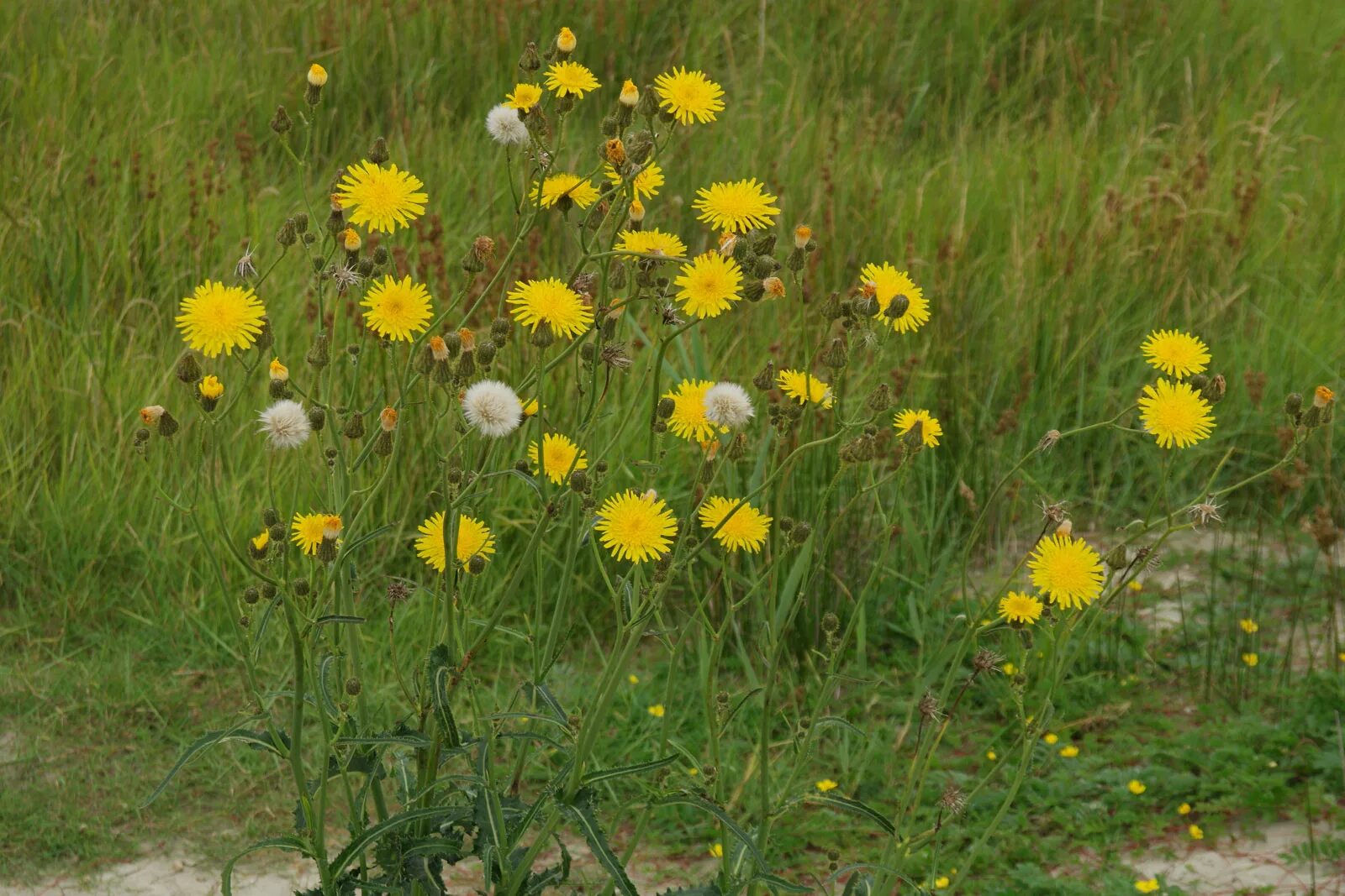 Показать фото травы осот Sonchus arvensis