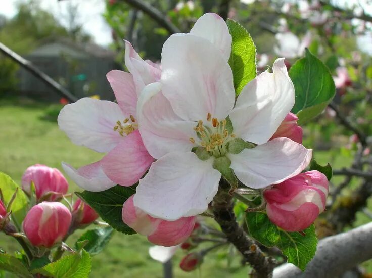 Показать фото яблони Apple Blossom - Michigan state flower Apple blossom, Apple blossom flower, Apple