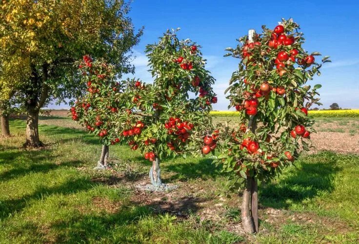 Саженцы яблони пурпурной плакучей купить в Москве и Подмосковье недорого из пито