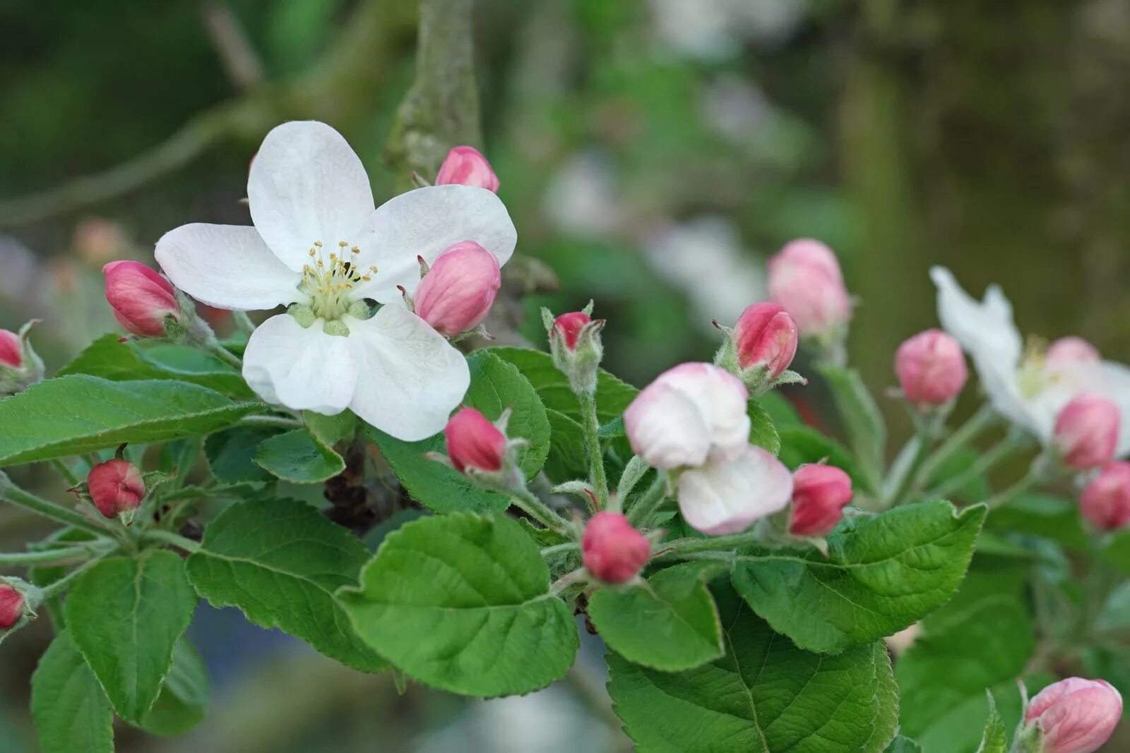 Показать фото яблони Malus domestica cv.