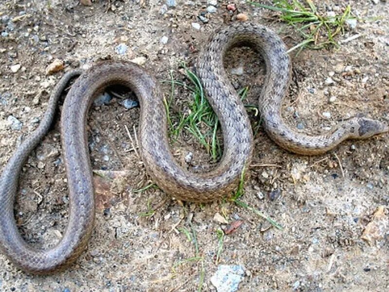 Показать фото змеи медянки Residents of Hippodrome 2 scared - Every day they find snakes in their yards (PH