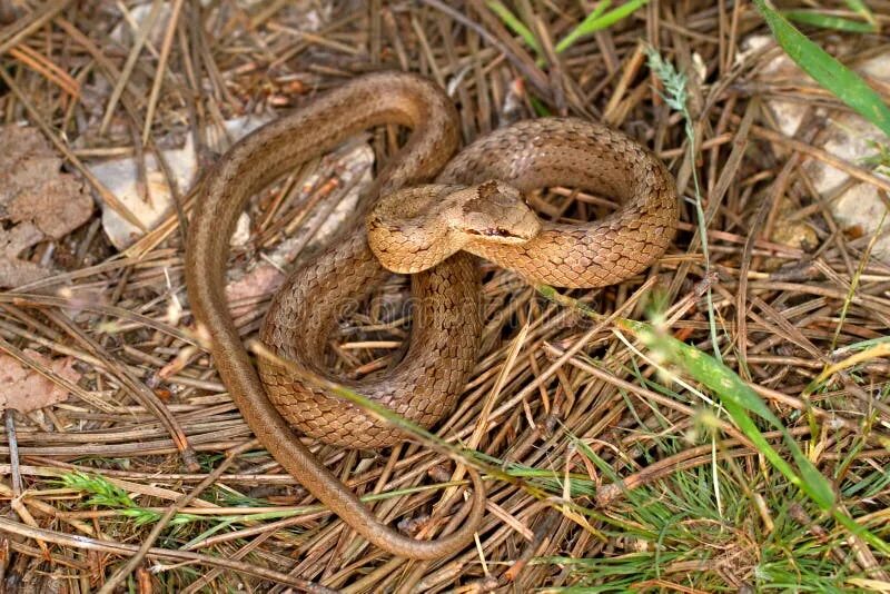 Показать фото змеи медянки Coronella austriaca stock photo. Image of fauna, snake - 22452982