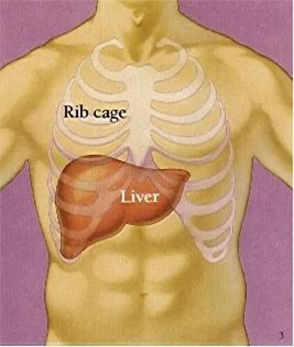 Показать где находится печень у человека фото Ответы Mail.ru: где находится печень в организме? если можно, покажите схематичн