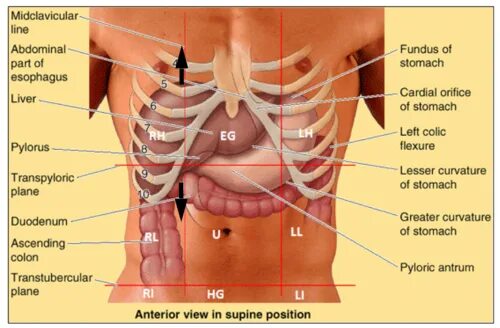 Показать где находится печень у человека фото Clinical Anatomy: Lecture 12 - Hepatobiliary System Flashcards Quizlet