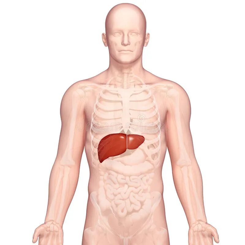 Показать где находится печень у человека фото Human Liver Vector Icon stock vector. Illustration of digestive - 221403445