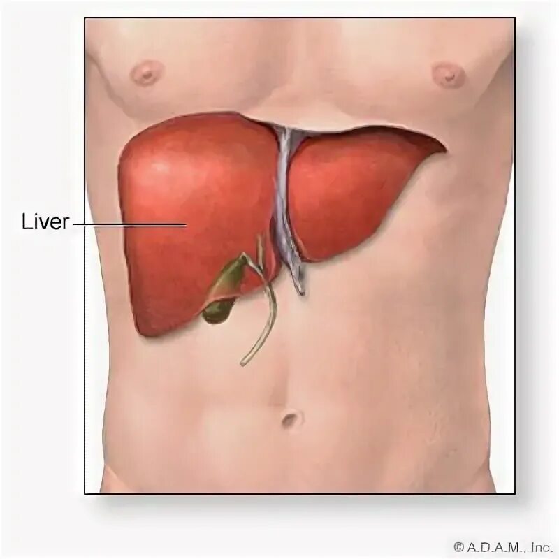 Показать где находится печень у человека фото Detoxing the Liver #liverdetoxingtips good ideas when sick Cleanse your liver, L