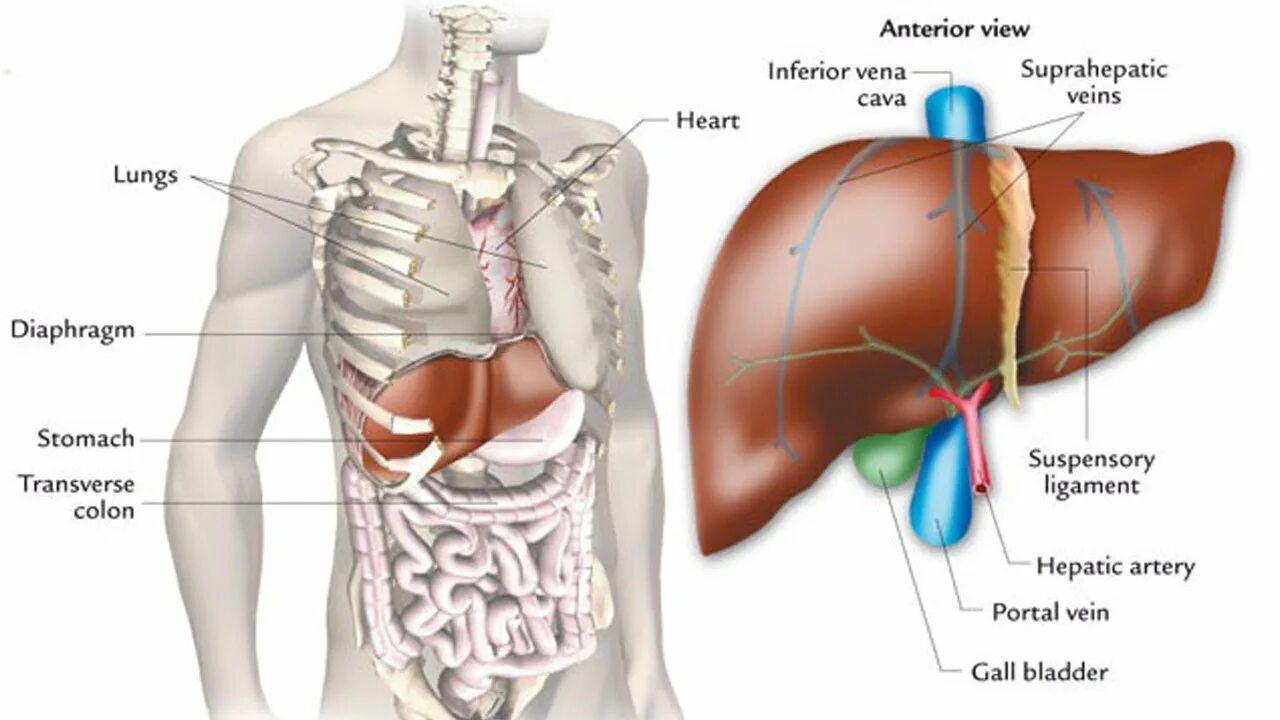 Показать где находится печень у человека фото Suggestions for Liver Disease Problems - YouTube