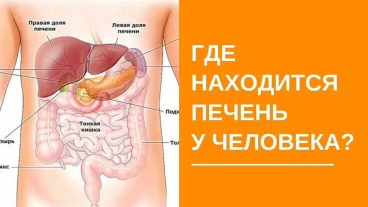 Показать где находится печень у человека фото Где находится печень у человека? Как понять, что чувствую печень? Memes, Movie p