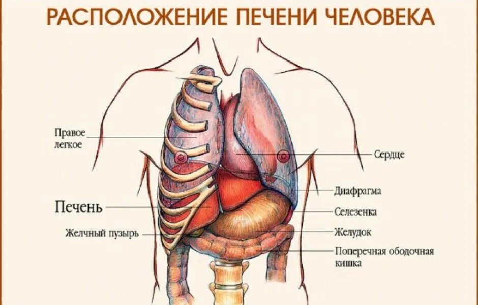 Показать где находится печень у человека фото ПЕЧЕНЬ В ОРГАНИЗМЕ ЧЕЛОВЕКА И ЕЕ ФУНКЦИИ - ГБУЗ РТ "Реснаркодиспансер"