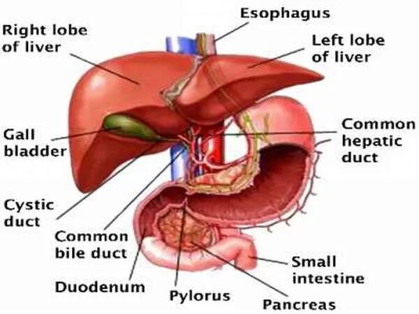 Показать где находится печень у человека фото С какой стороны тела печень находится у человека - справа или слева: где и как п