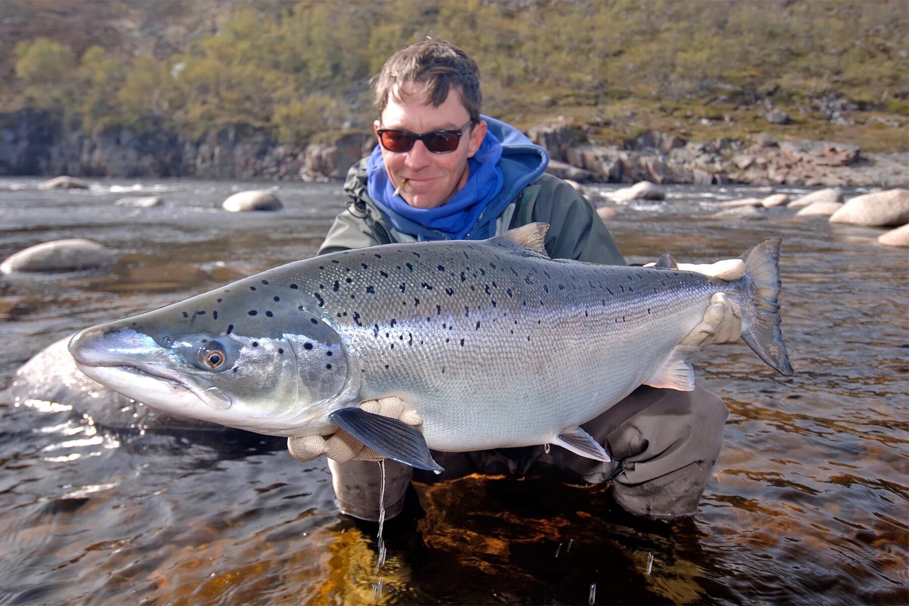 Показать как выглядит рыба Atlantic Salmon Fly Fishing - Atlantic Salmon Fishing