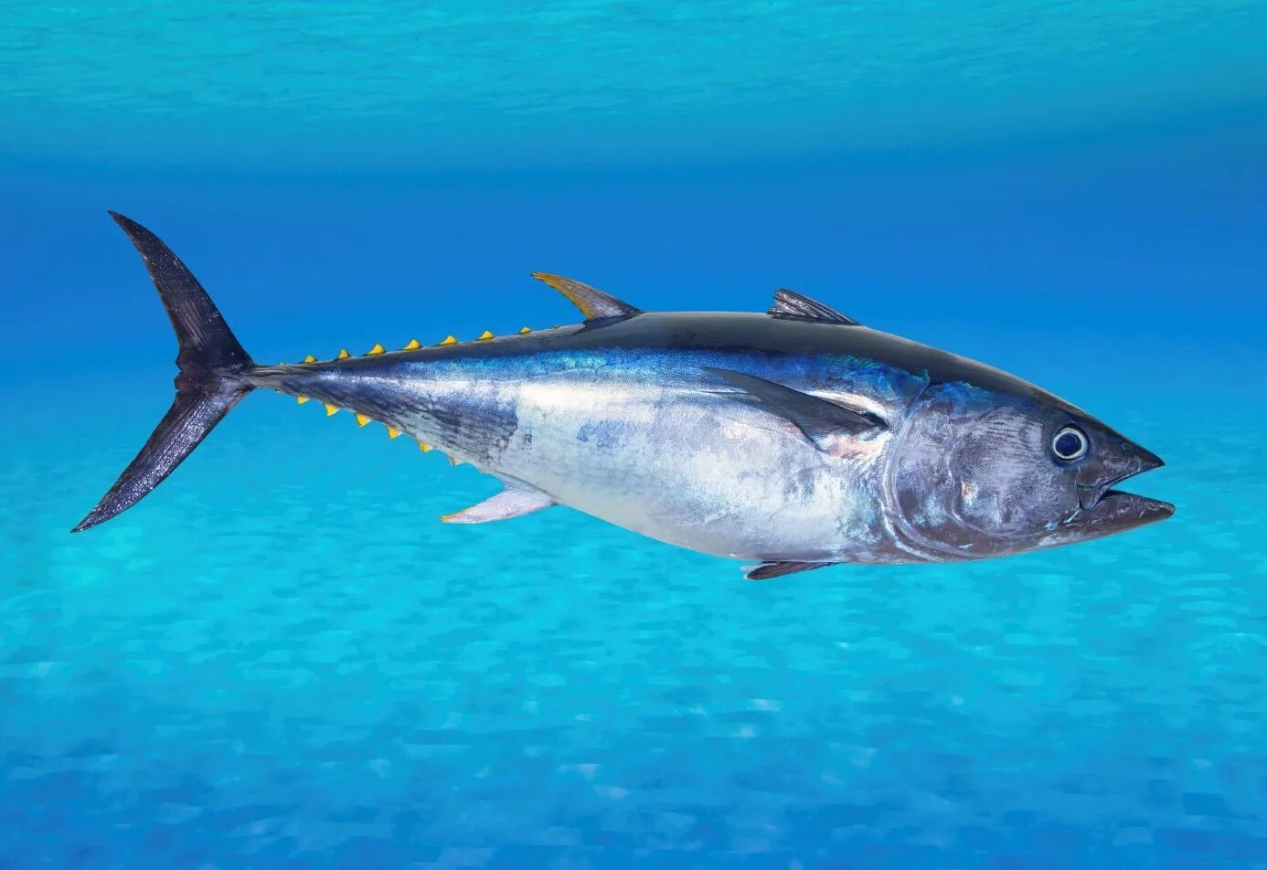 Показать как выглядит рыба 50 Types of Fishes in Spanish FluentU Spanish Blog Bluefin tuna, Bluefin tuna re