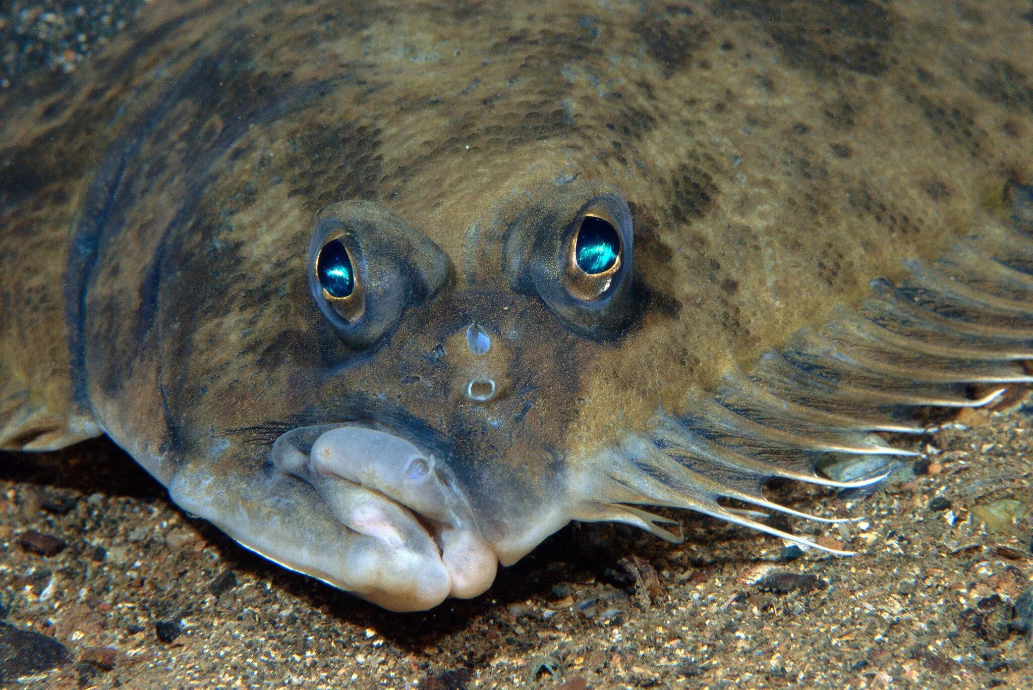 Показать как выглядит рыба National Geographic Peixe recheado, Os peixes, Tipos de animais