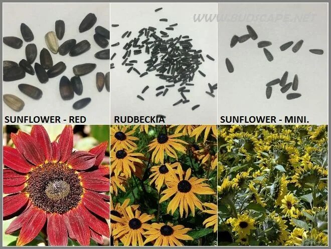 Показать как выглядят семена рудбекии SEED IDENTIFICATION GUIDE- SUMMER FLOWERS IN INDIA GARDENING FOR BEGINNERS